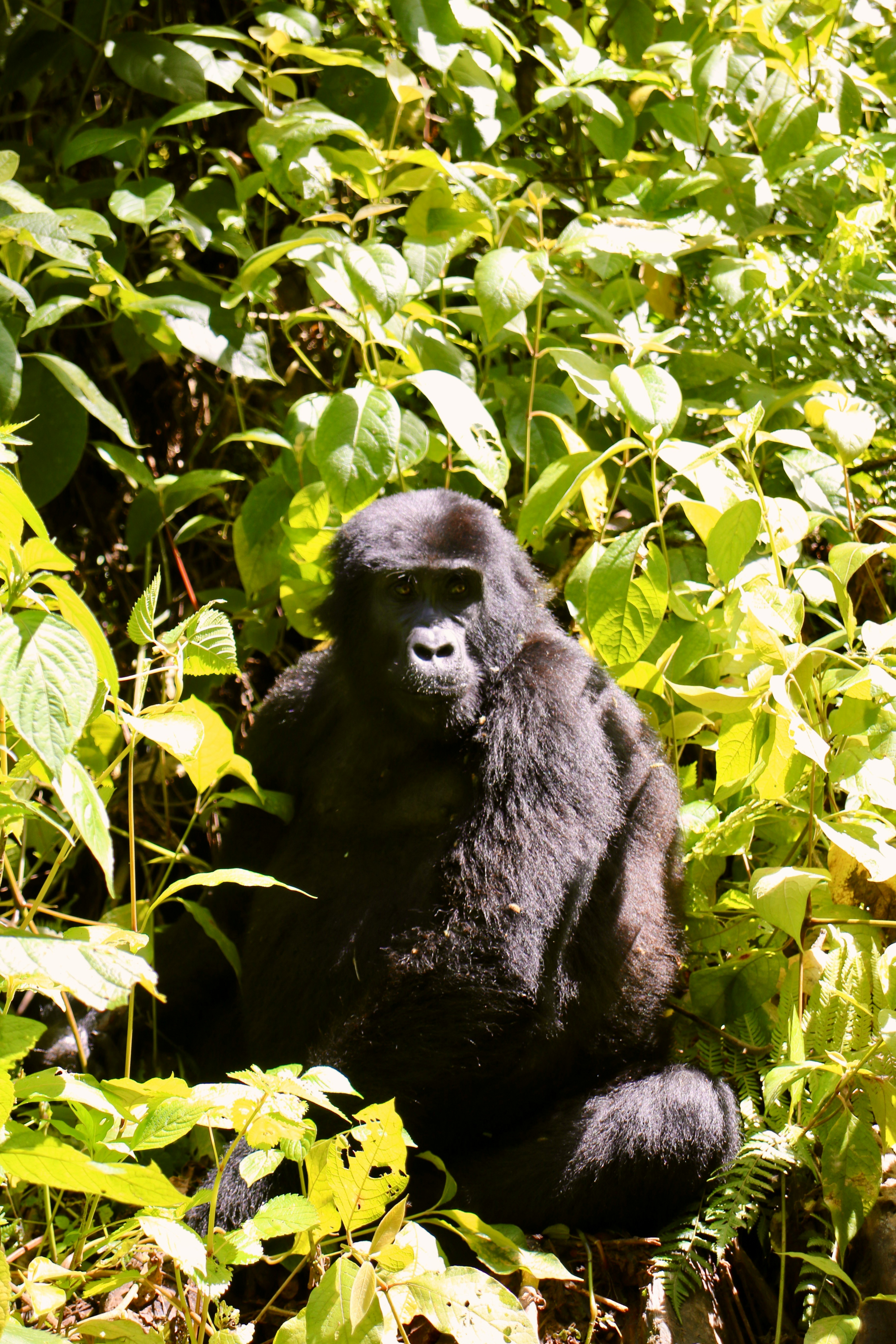 Uganda is Africa's most underrated luxury safari destination. Discover high-impact, low-crowd gorilla trekking in Bwindi, wildlife sanctuaries, and a quietly extraordinary, deeply personal experience.