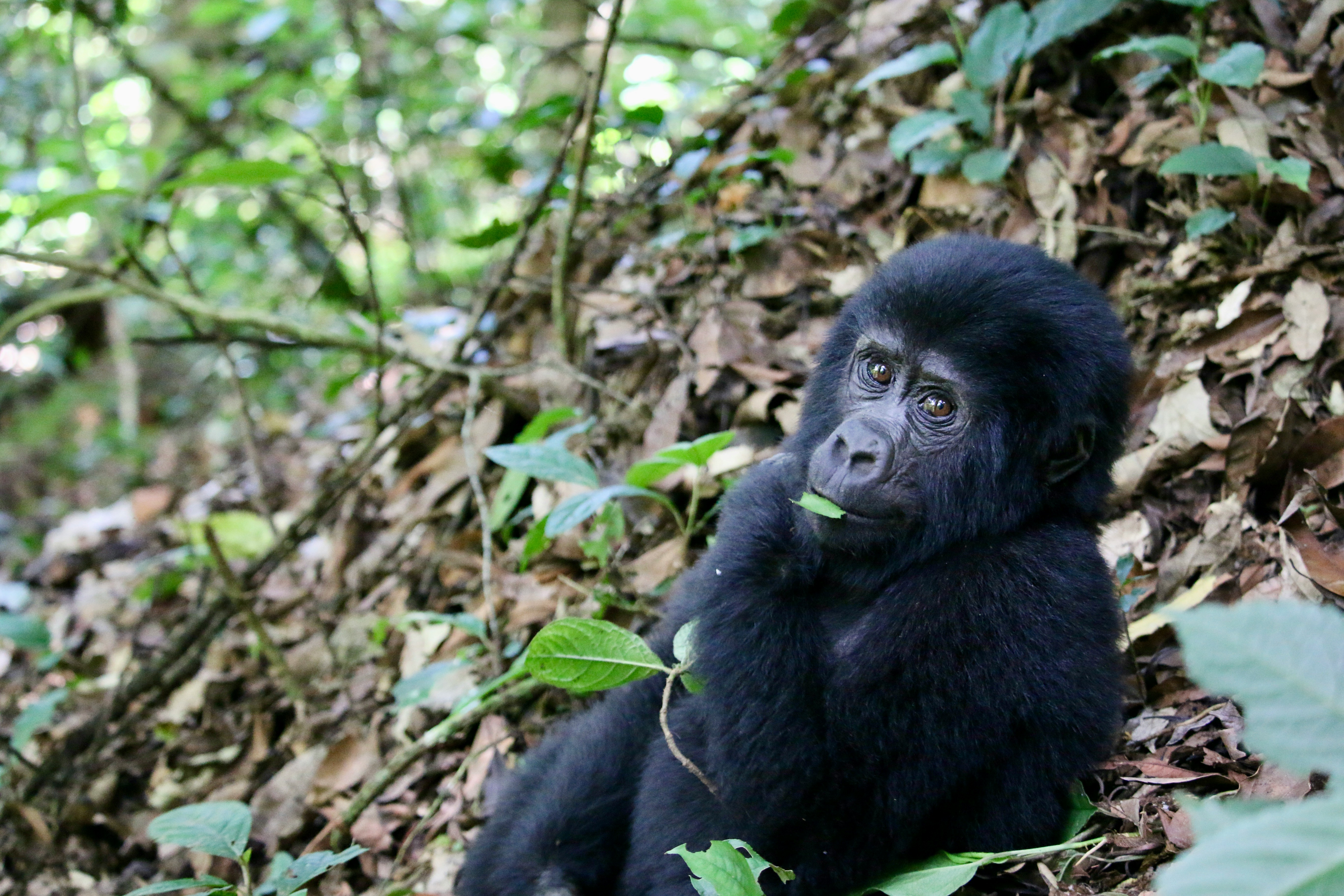 Image of a mountain gorilla, symbolizing the intimate gorilla trekking experience in Uganda's Bwindi Impenetrable Forest.