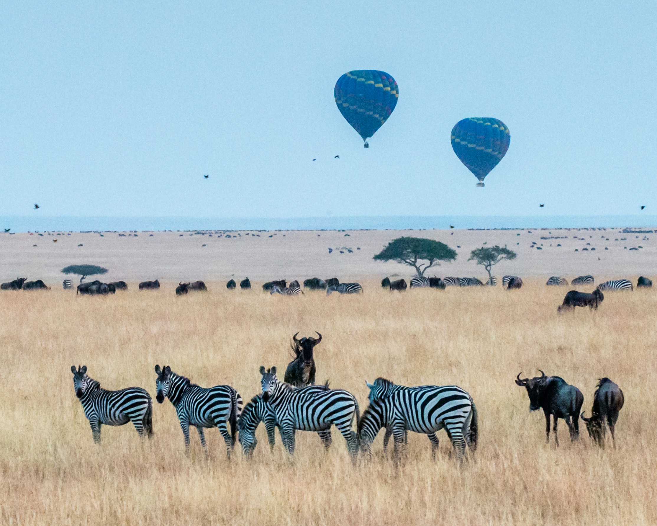 Scenic image representing the luxury safari experience, big cats, and Great Migration in Kenya.