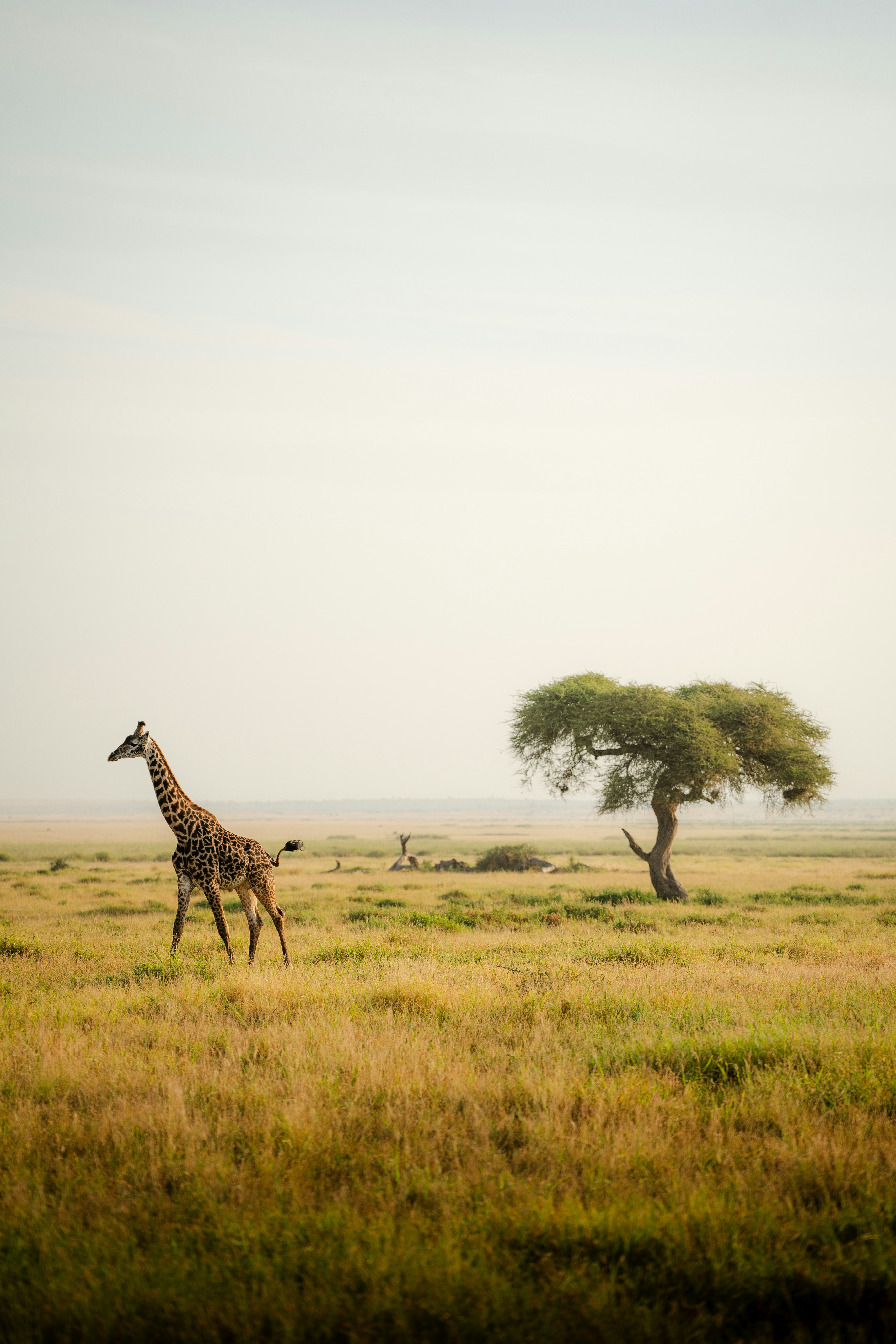 Kenya is Africa’s most iconic safari destination. Explore the Masai Mara (Great Migration), Laikipia (luxury/exclusivity), and Samburu (big cats/culture) for a world-class adventure.