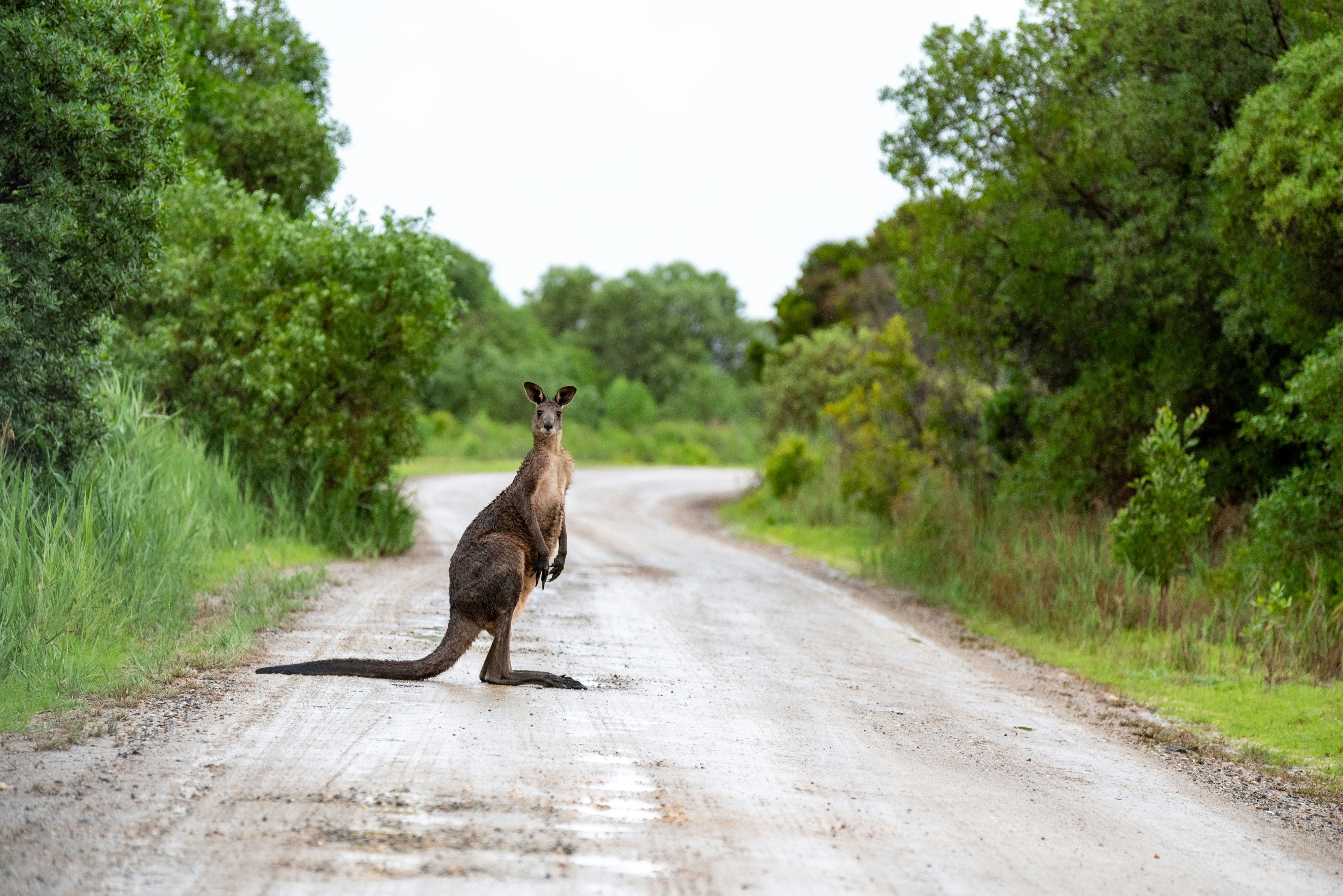 A collection of photographs showcasing Australia's contrasting environments: the Red Desert, tropical reefs, and pristine coastlines.