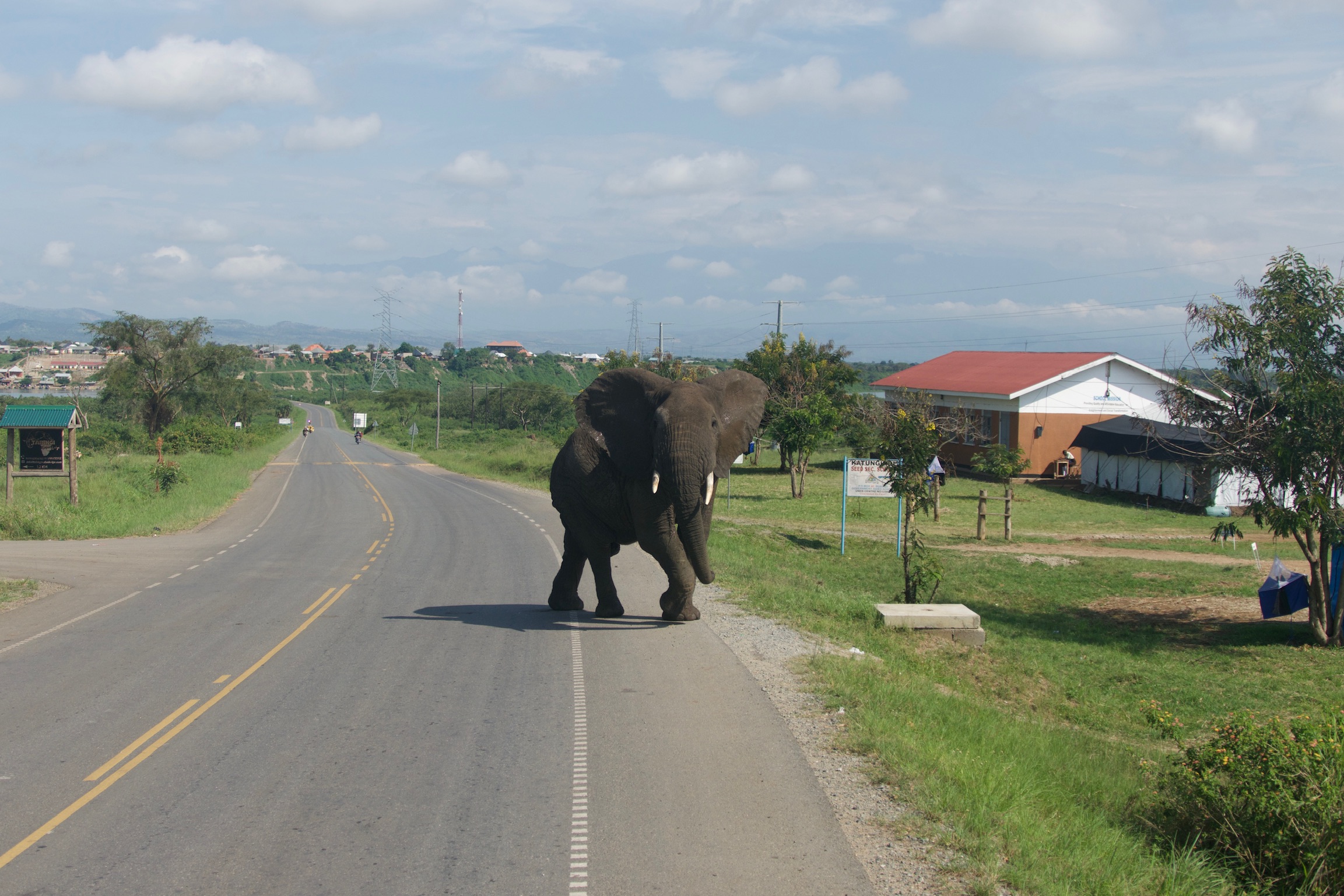 A collection of photographs showcasing Uganda's diverse wildlife, including mountain gorillas, chimpanzees, and the Shoebill Stork.
