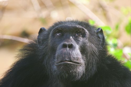 Chimpanzee-in-kyambura-gorge-looking-up-at-other-chimpanzees