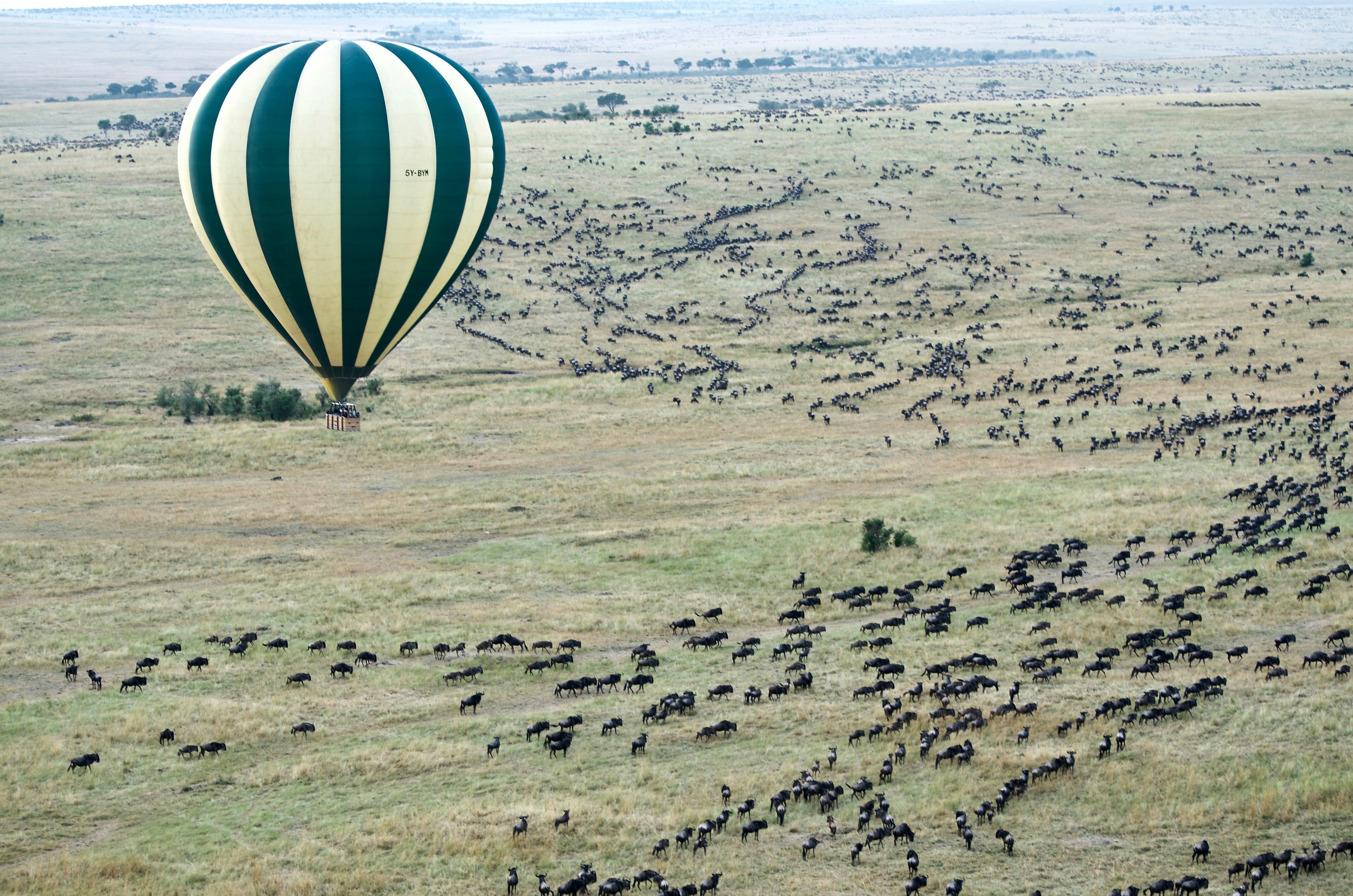Iconic view of a hot air balloon floating over the Great Migration herd on the Masai Mara.