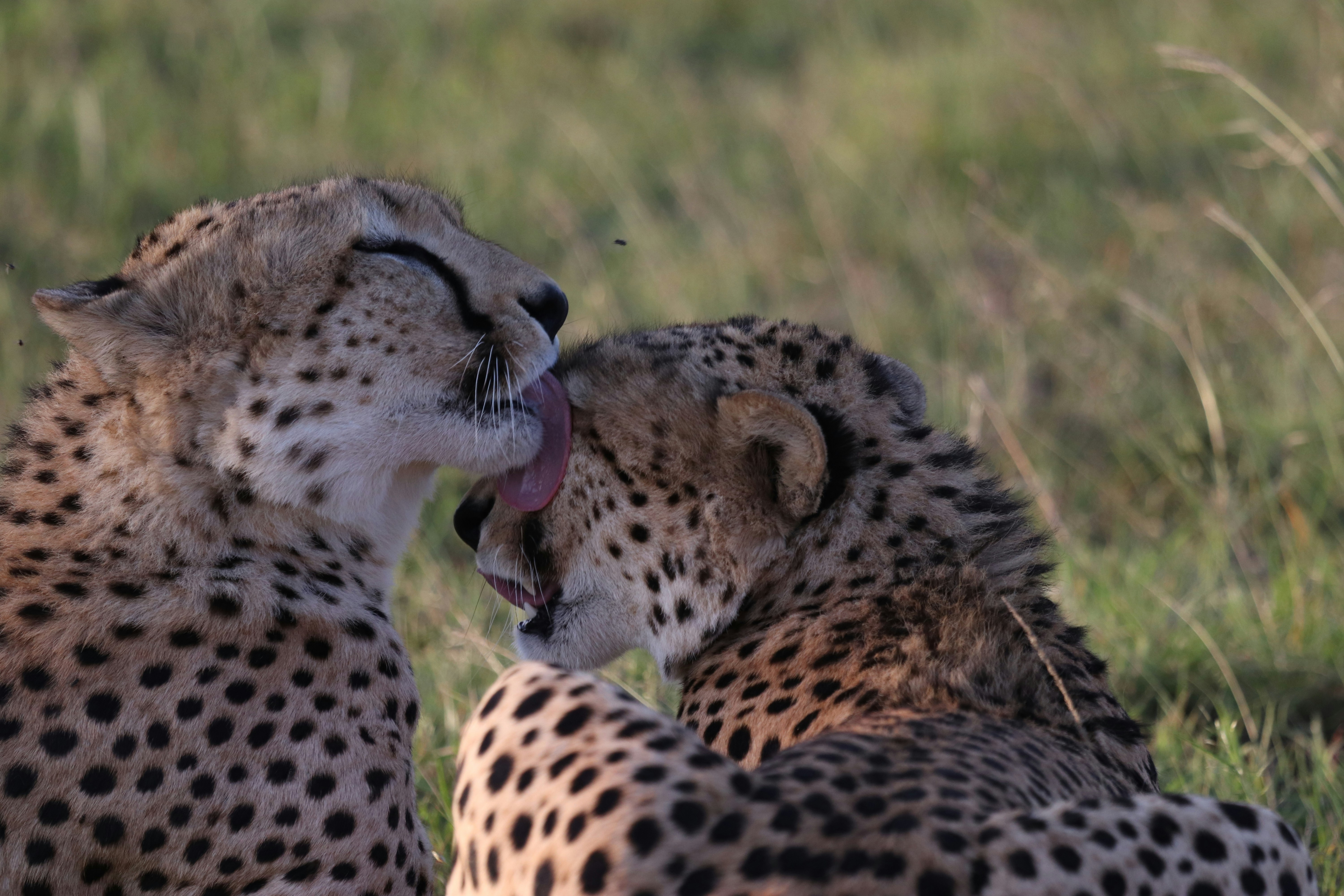 A collection of photographs showcasing Kenya's key safari regions, big cat sightings, and luxury camps.