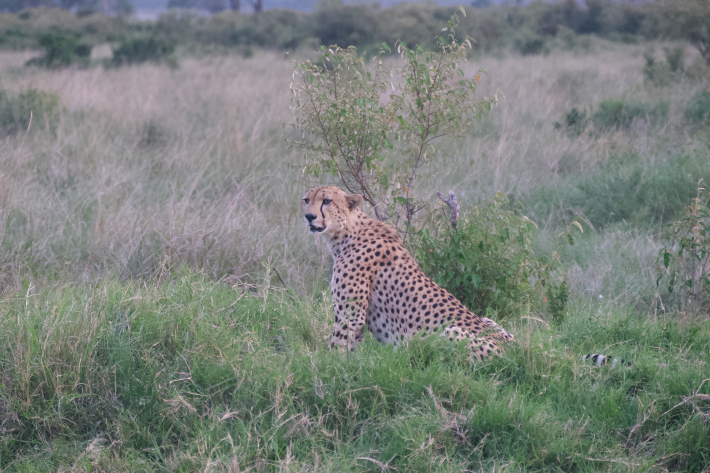 A collection of photographs showcasing Kenya's key safari regions, big cat sightings, and luxury camps.