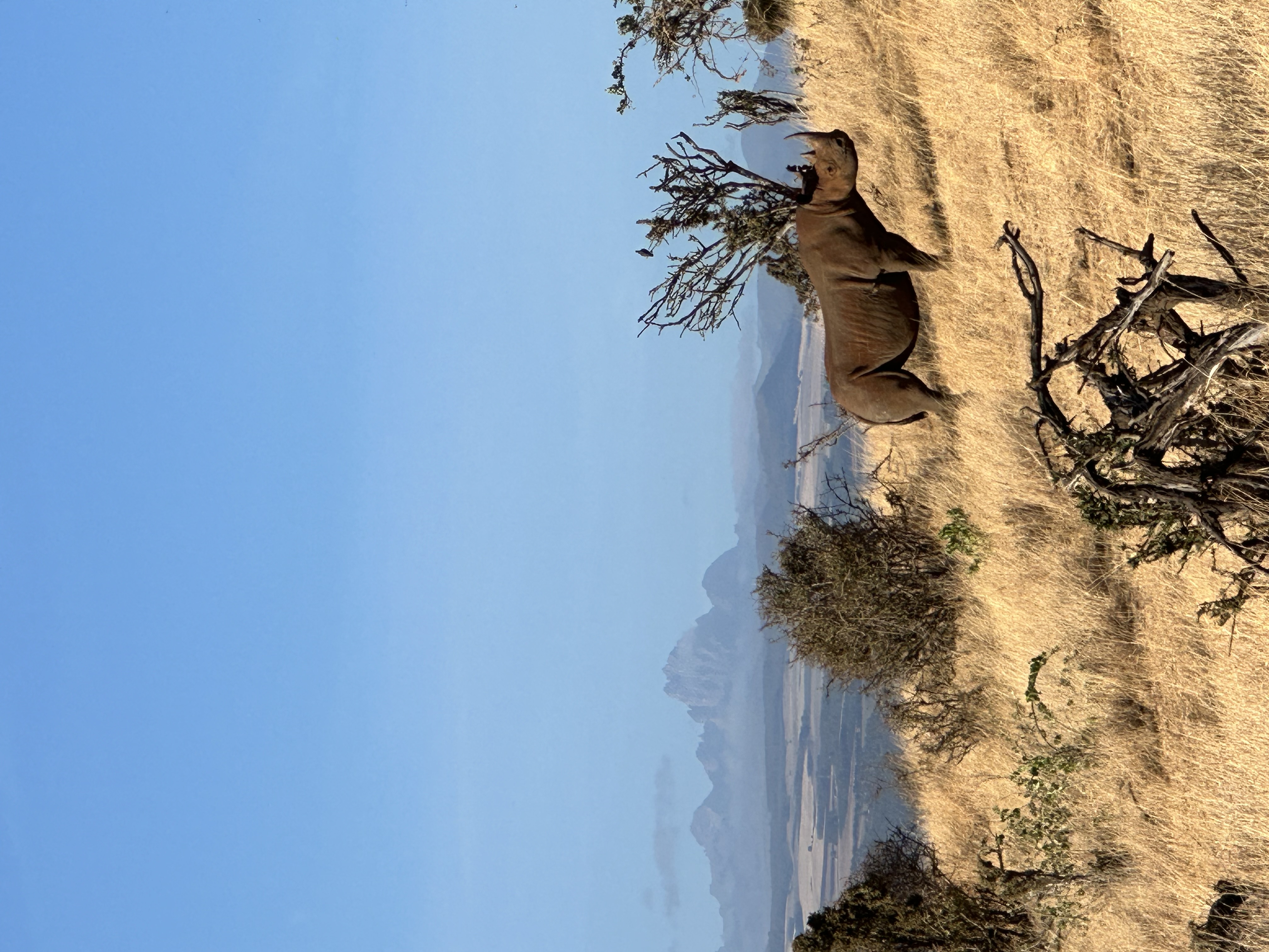 A collection of photographs showcasing Kenya's key safari regions, big cat sightings, and luxury camps.