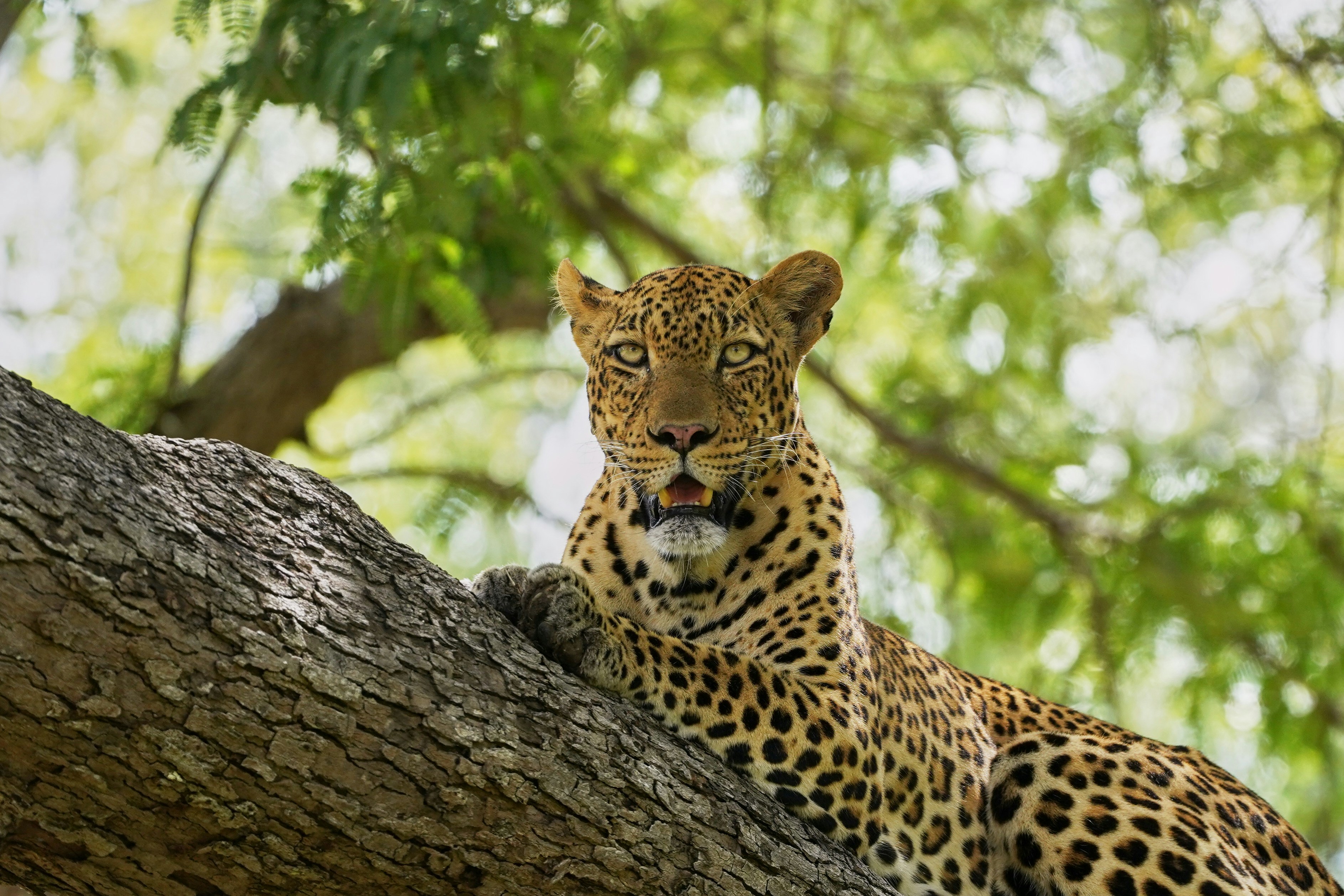 A collection of photographs showcasing Zambia's unique river life, walking safaris, and authentic wildlife encounters.