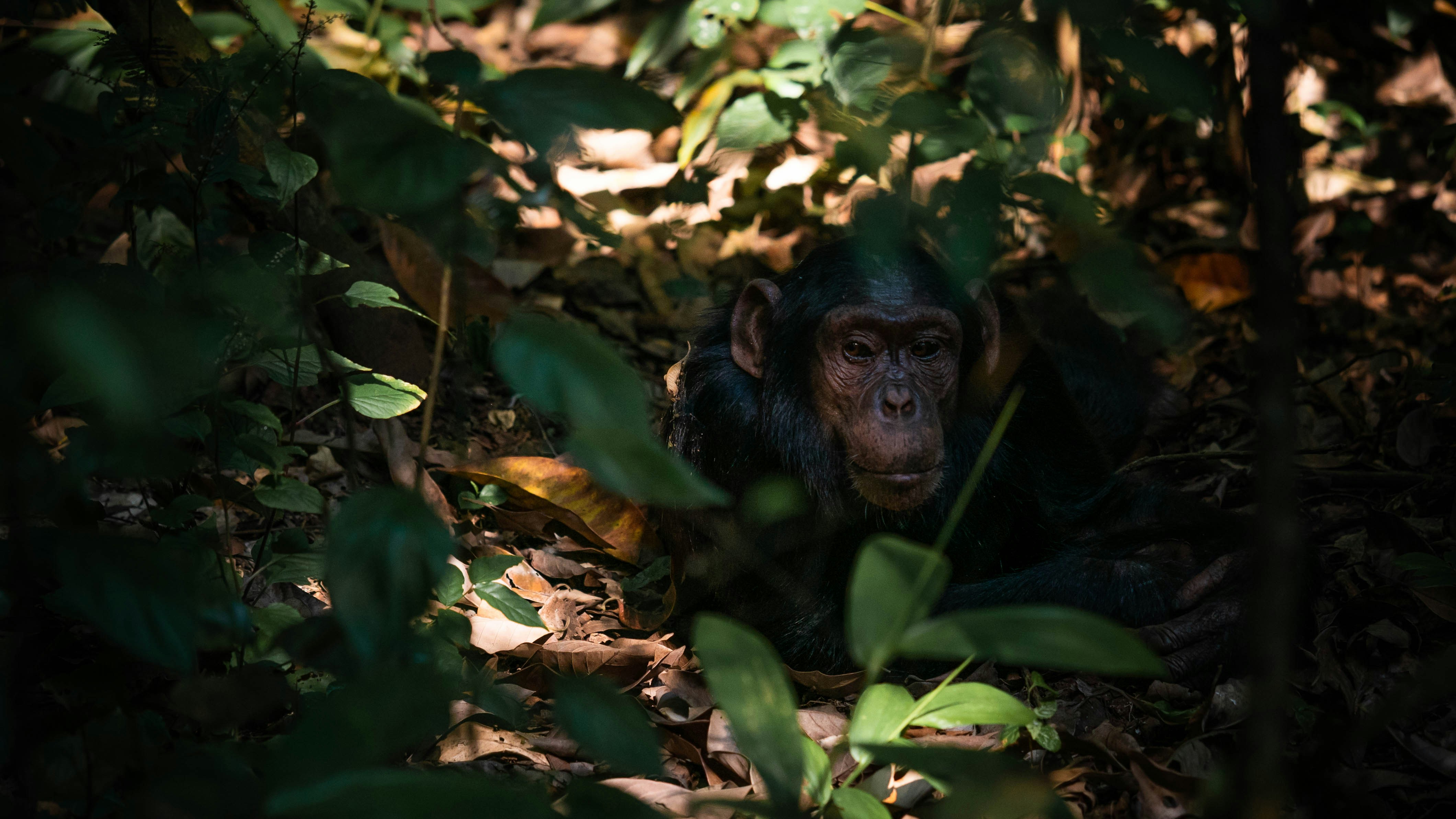 Scenic image representing gorilla trekking and chimpanzee tracking in Uganda's Queen Elizabeth National Park.