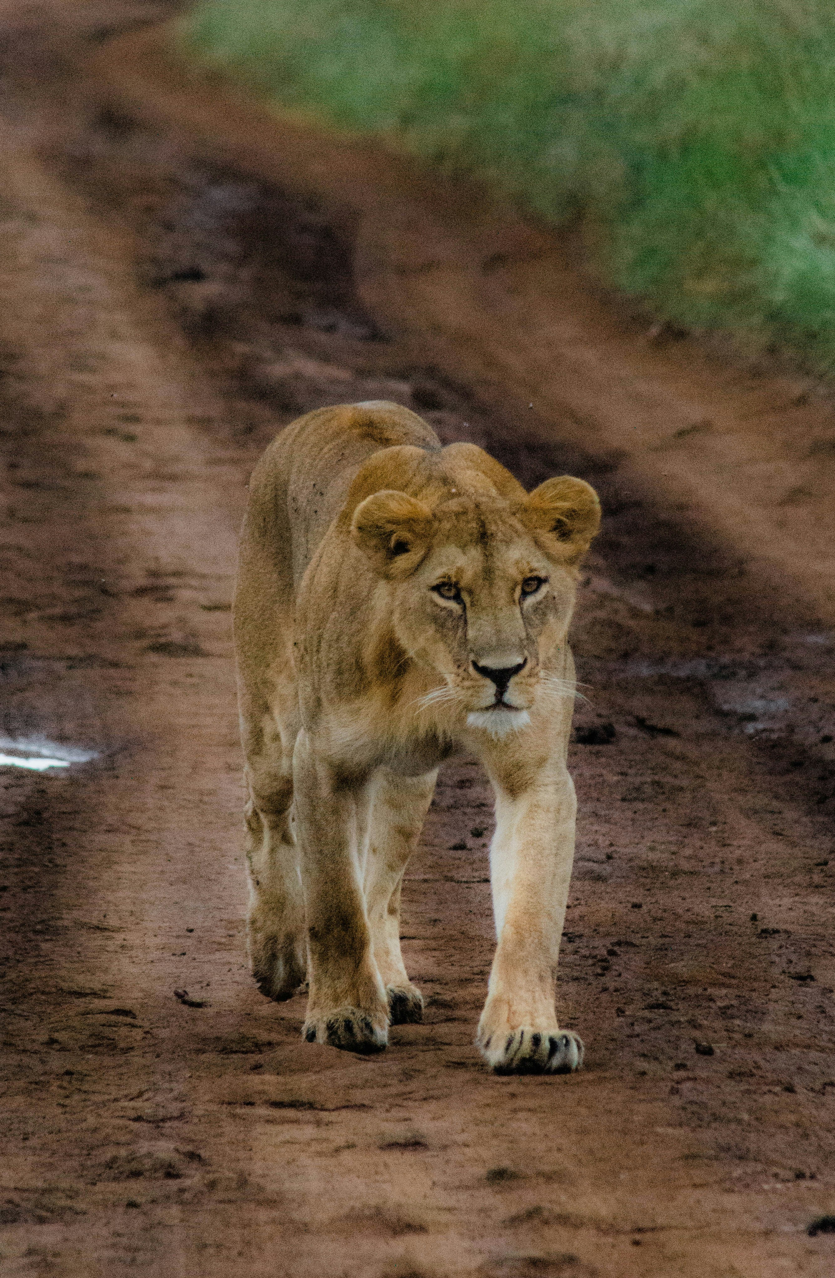 Scenic image representing the diverse ecosystems of Zambia's Ultimate Circuit, including Victoria Falls, Luangwa, and Liuwa Plain.
