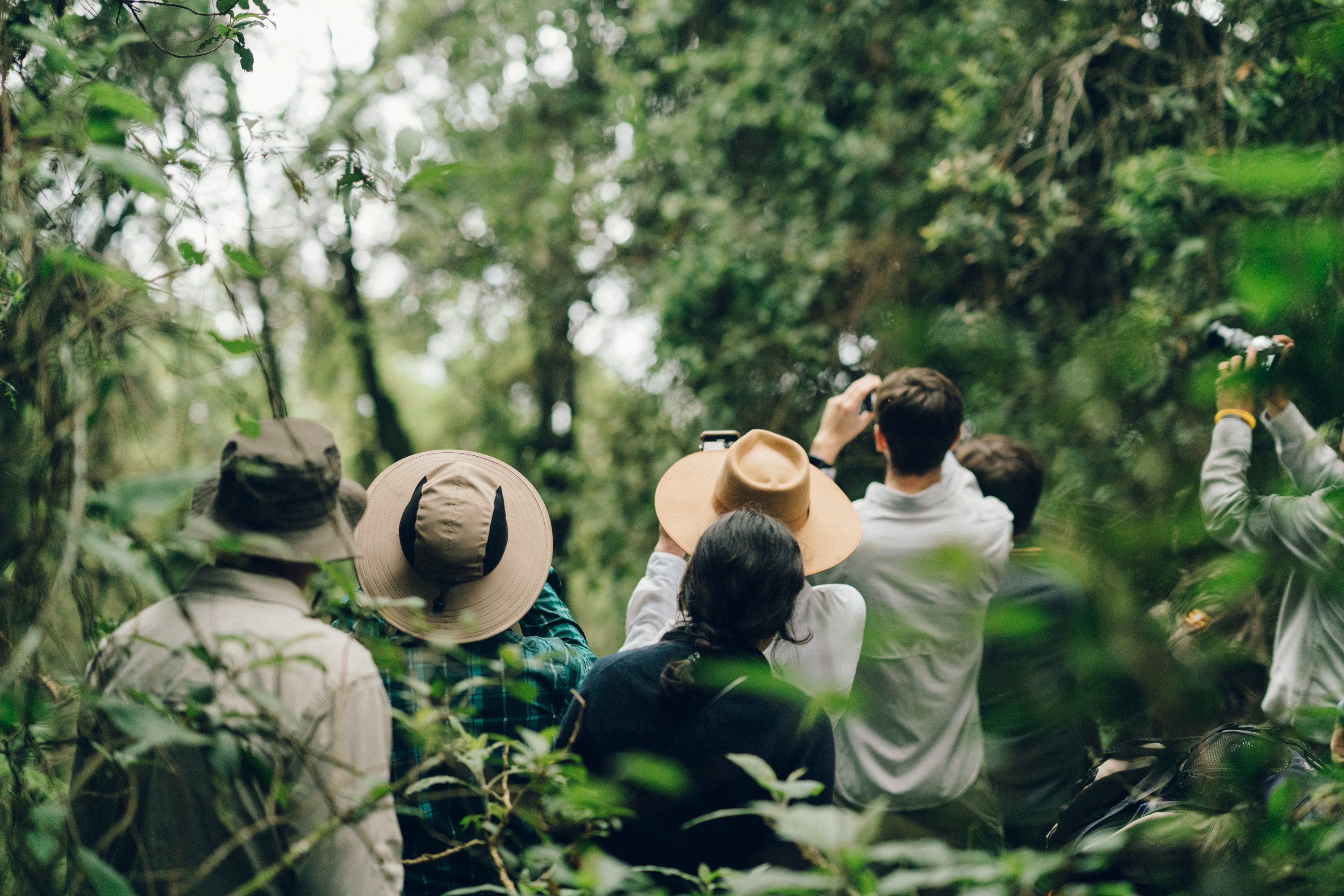 A group of travelers in hats taking photographs during a guided gorilla or primate trekking adventure in a lush forest.