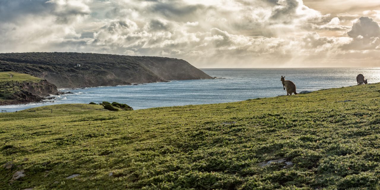 Kangaroo Island, often called 'Australia’s Galápagos,' is one of the world's most pristine wildlife sanctuaries. Discover rugged coastlines, sea lions, koalas, and luxury eco-stays.