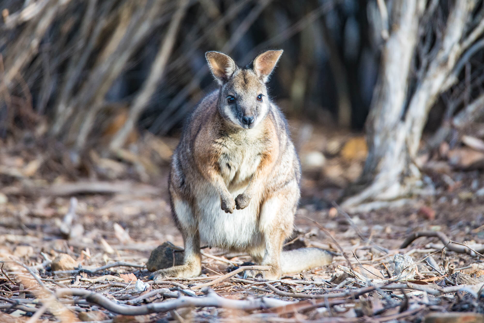 A collection of photographs showcasing Australia's iconic highlights, including the Sydney skyline, the Red Centre desert, pristine coastlines, and native wildlife.