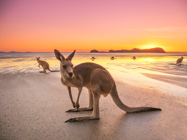 A collection of photographs showcasing Australia's iconic highlights, including the Sydney skyline, the Red Centre desert, pristine coastlines, and native wildlife.