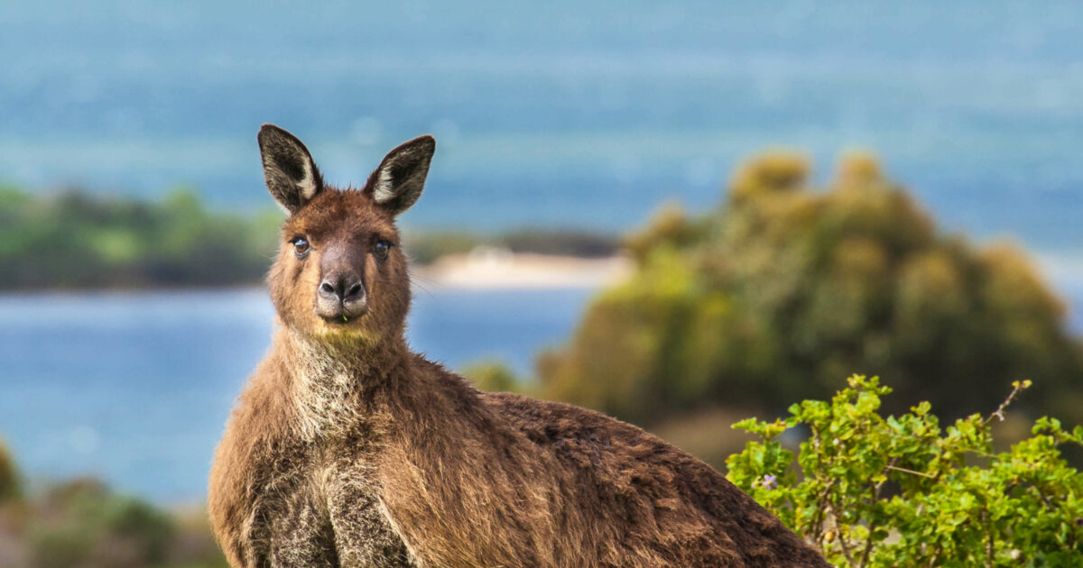 A collection of photographs showcasing Kangaroo Island's unique wildlife and diverse natural landscapes.