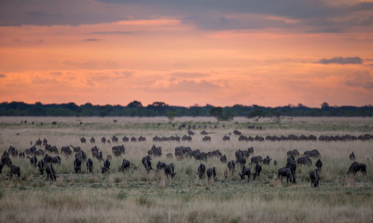 A collection of photographs showcasing Zambia's authentic safari experiences: walking safaris, river canoeing, and Victoria Falls.