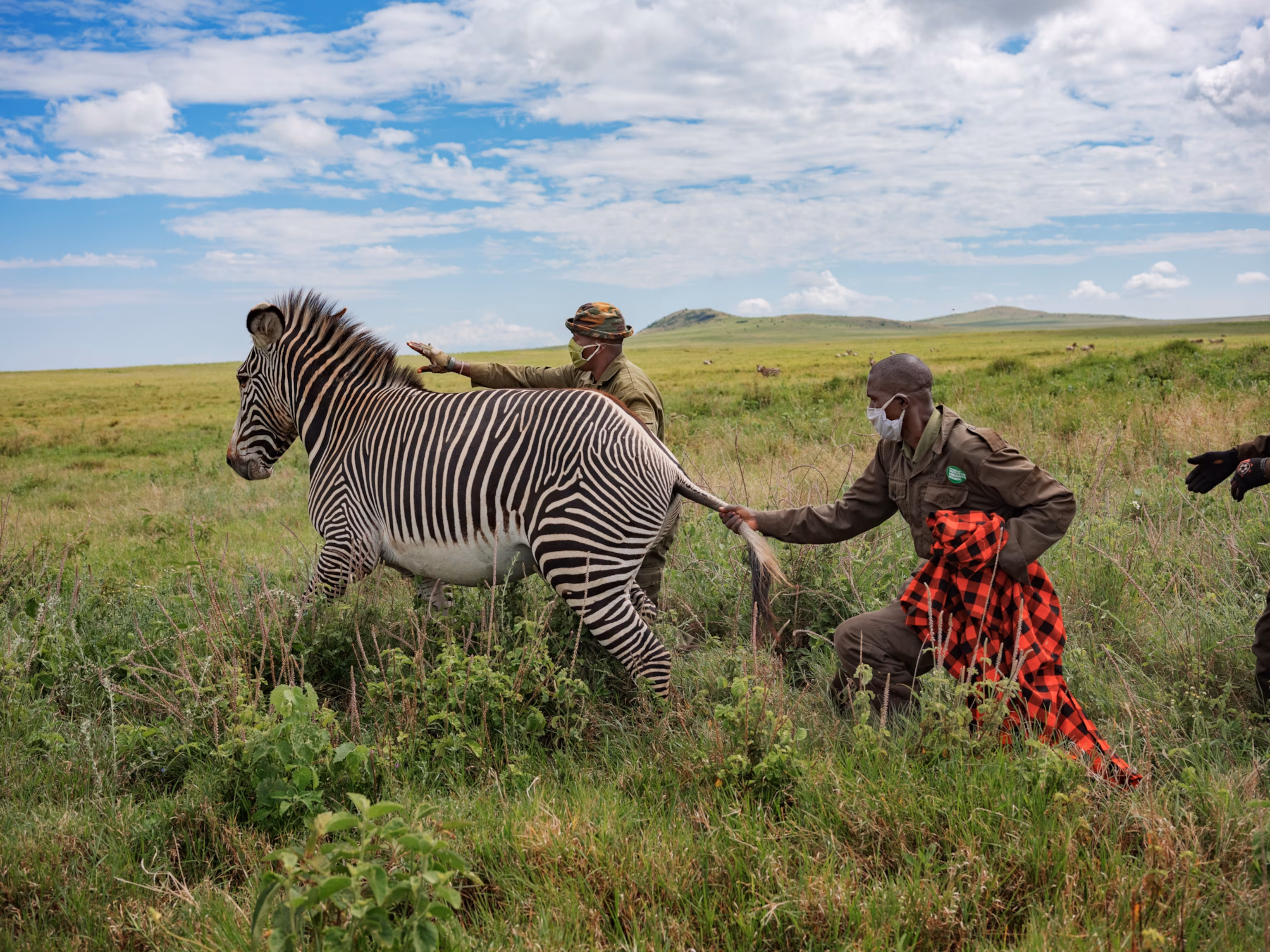 A collection of photographs showcasing the benefits of private conservancies: off-road safari driving, wildlife, and community involvement.