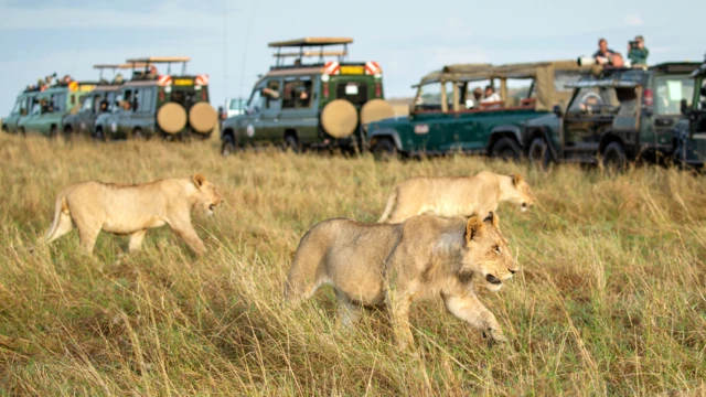 A collection of photographs showcasing the unique experiences of the Masai Mara: night drives, wildlife, and luxury conservancy lodges.