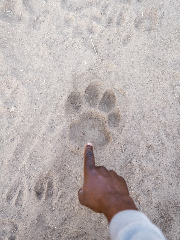 Footprints and predator tracks on a Zambia walking trail