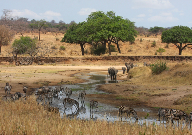 A collection of photographs showcasing diverse African landscapes, including the Namib Desert and the Masai Mara migration.