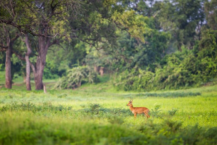 A collection of photographs showcasing diverse African landscapes, including the Namib Desert and the Masai Mara migration.