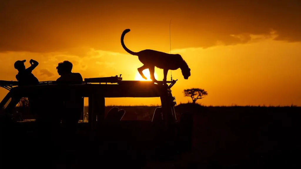 A practical guide to planning a no-crowds safari using conservancies, private reserves, and remote wilderness regions. Learn how to avoid busy parks and build a premium, intimate wildlife experience.