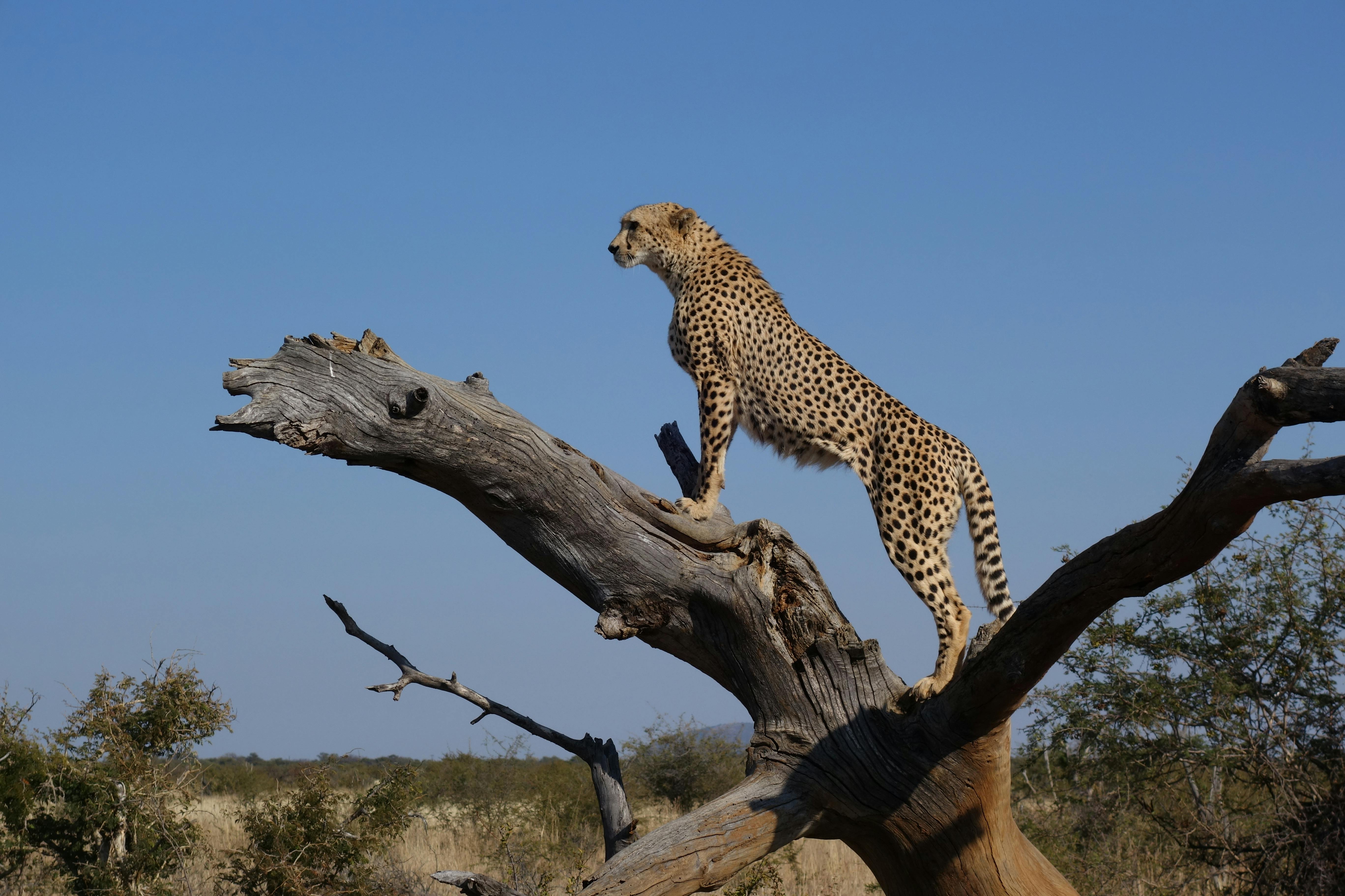 Cheetah on a branch on safari