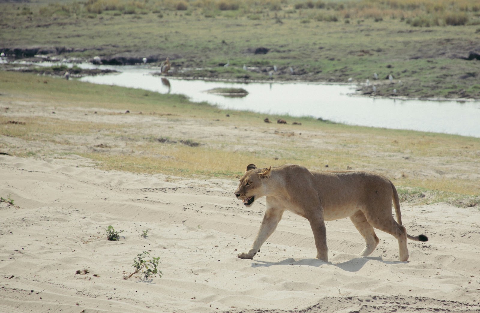 Safari in Botswana — photo 3