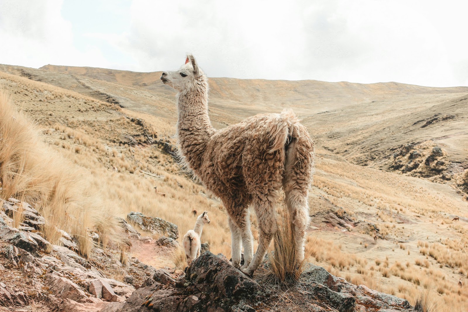 Postcards from Peru