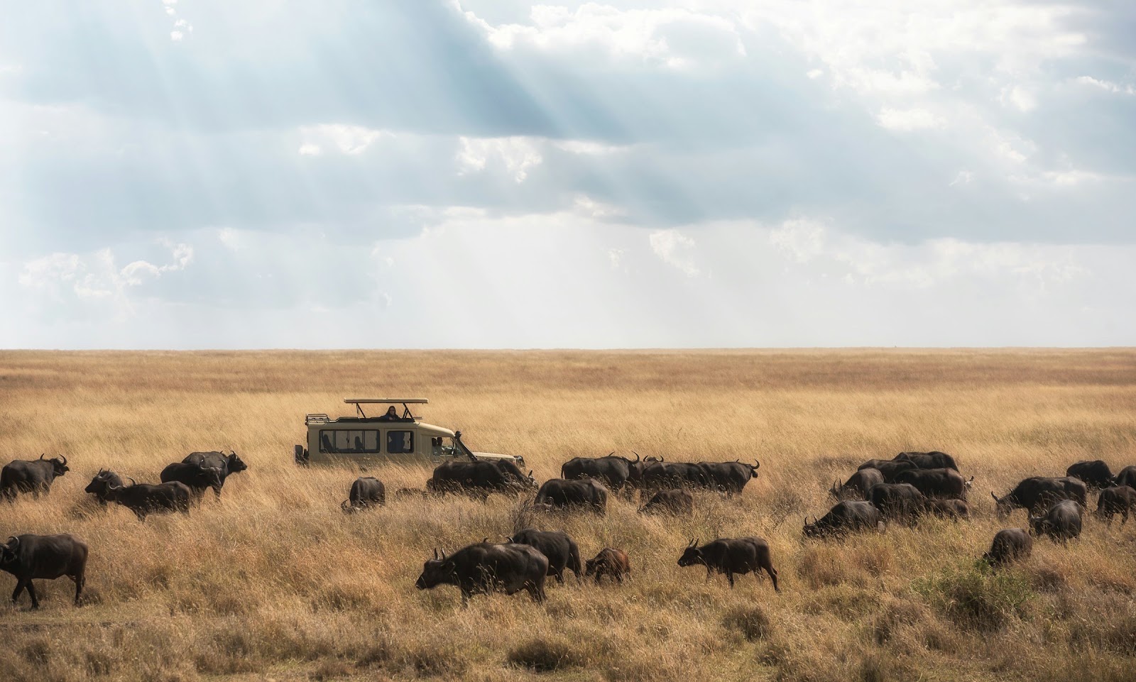 Safari in Tanzania — photo 2