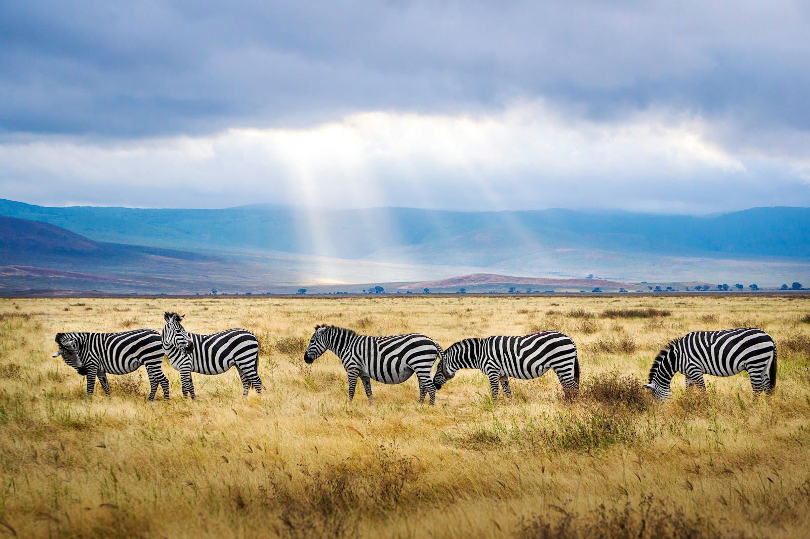 Safari in Tanzania — photo 4
