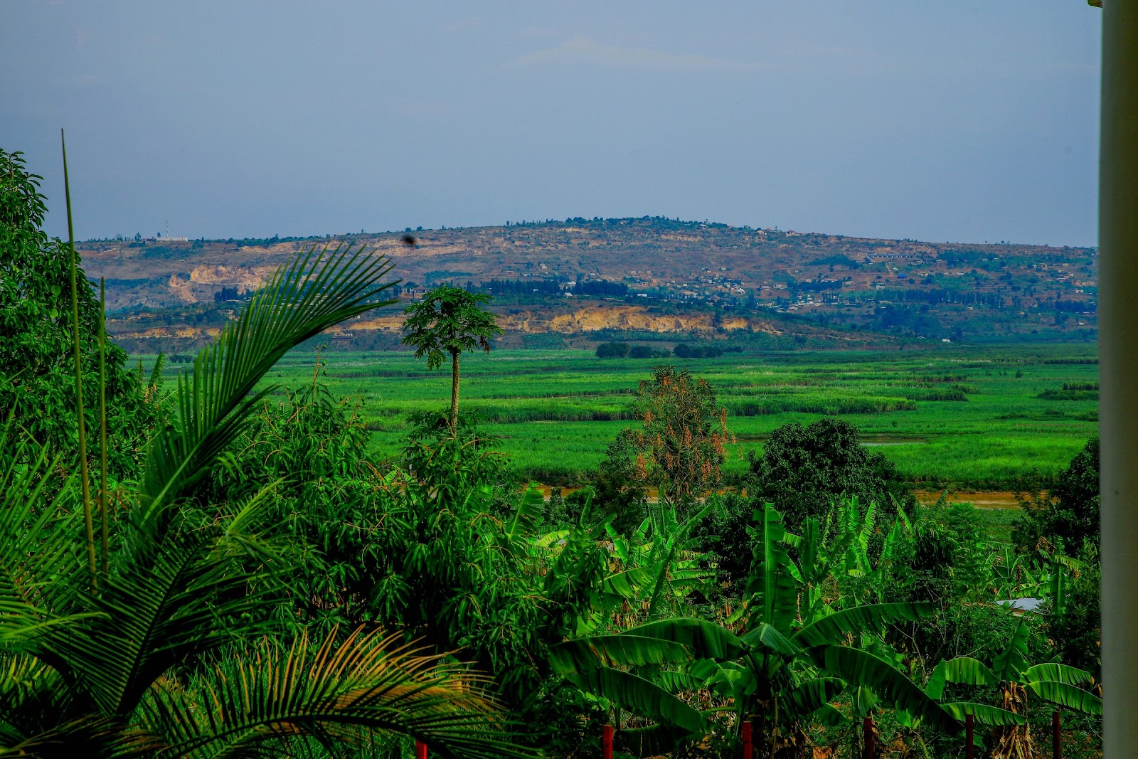 Gorilla trekking in Rwanda — photo 4