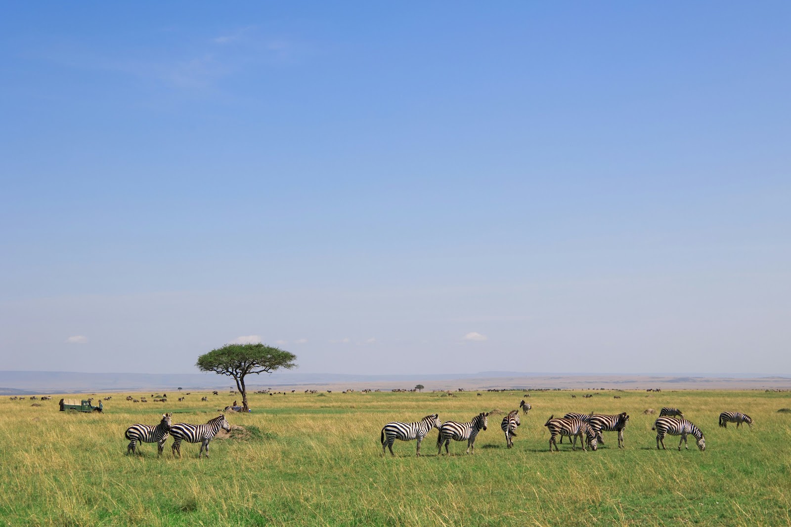 Safari in Kenya — photo 4