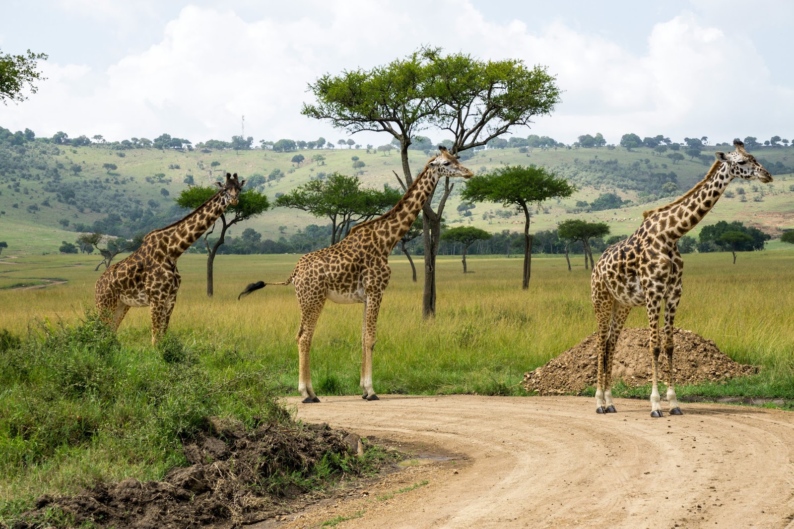 Safari in Kenya — photo 3