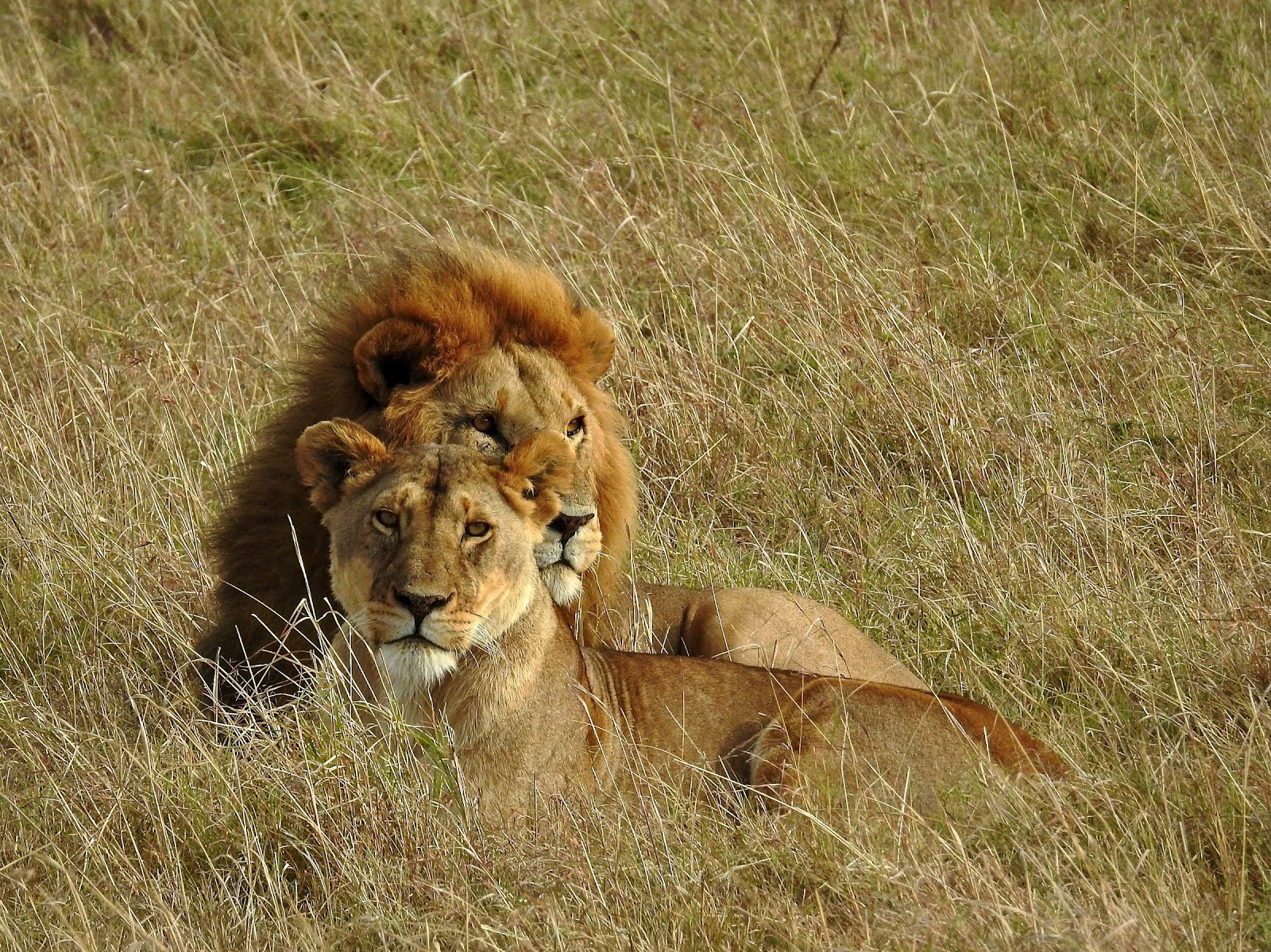 Safari in Kenya — photo 1