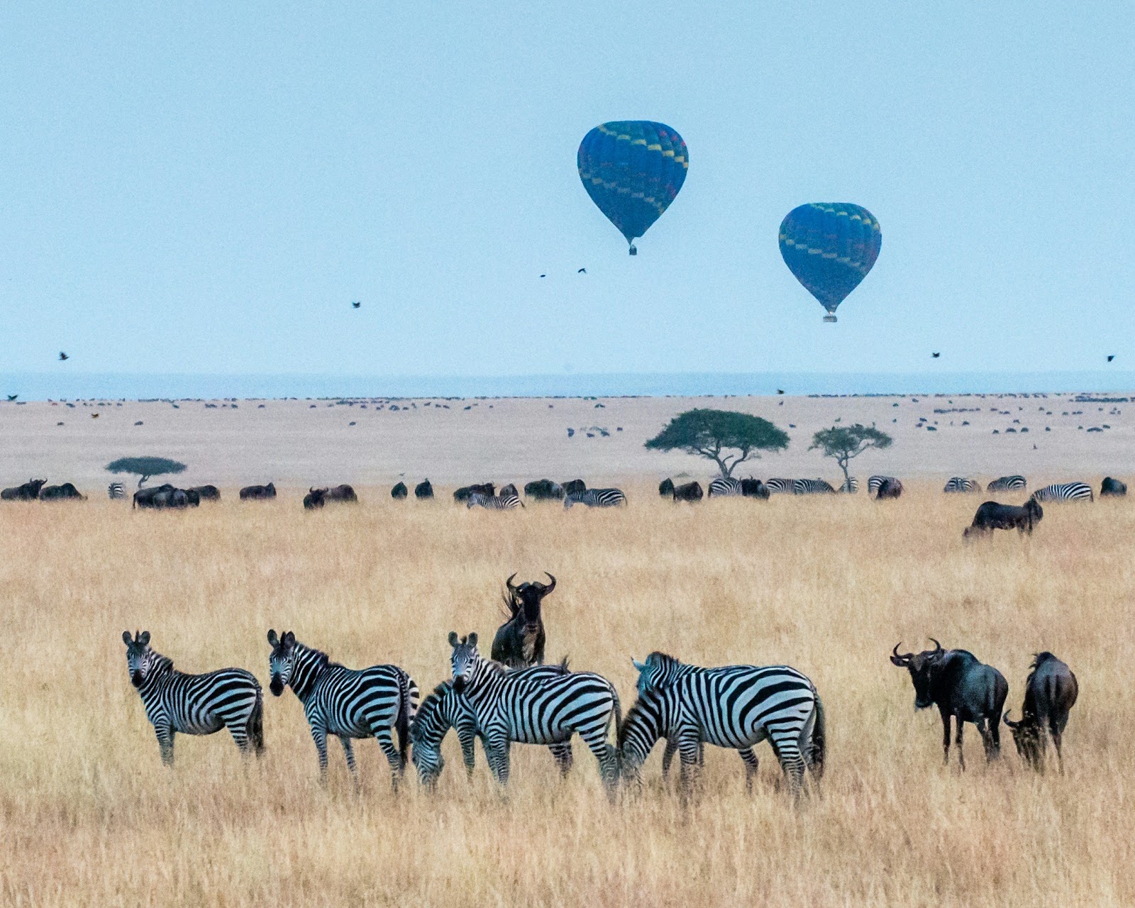 What Does a Luxury Safari in Kenya Cost?