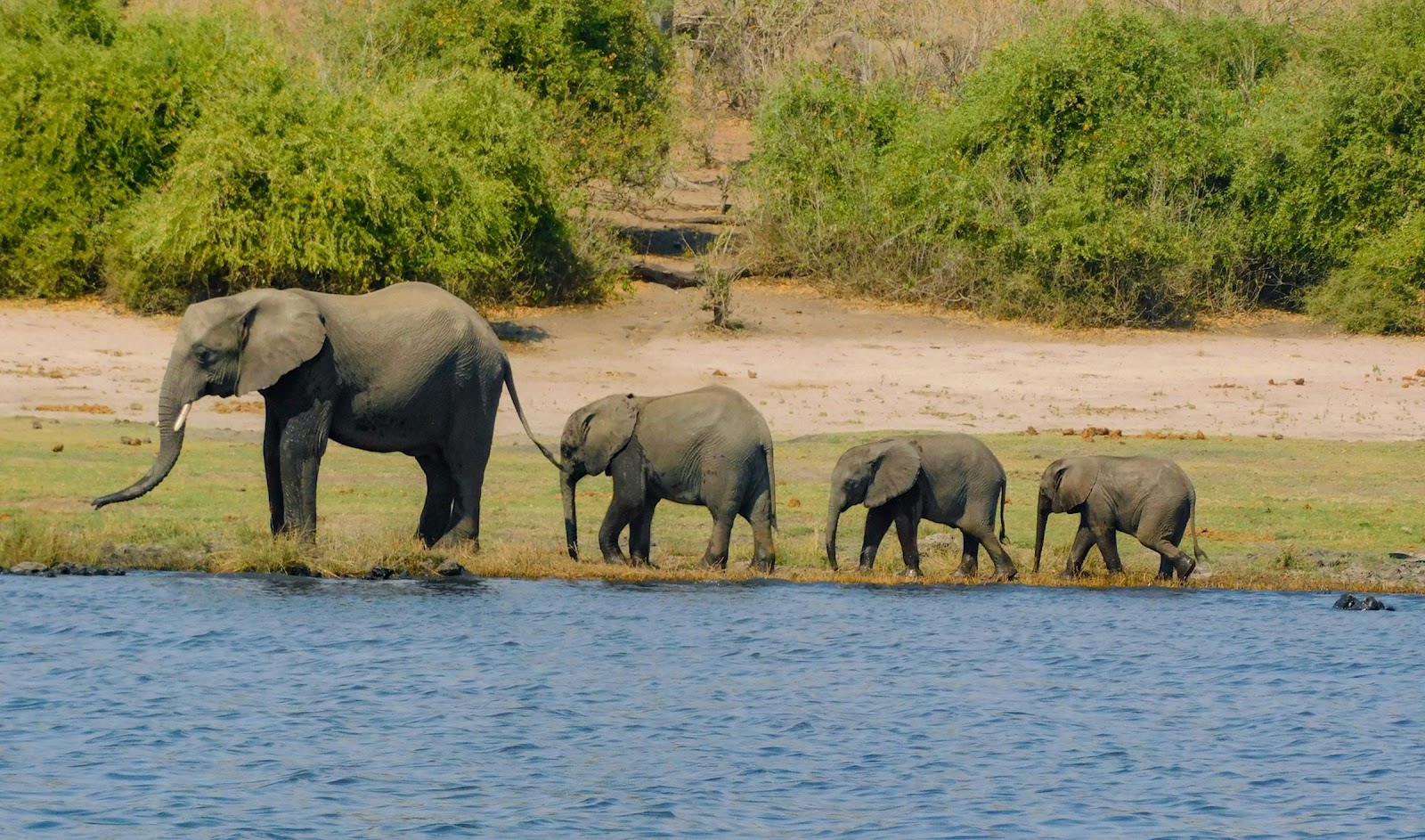 Safari in Botswana — photo 1