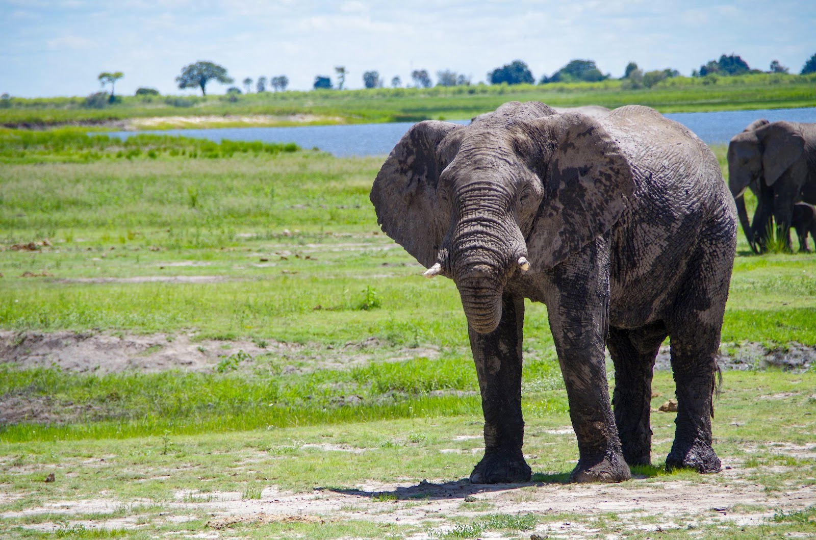 What Does a Luxury Safari in Botswana Cost?