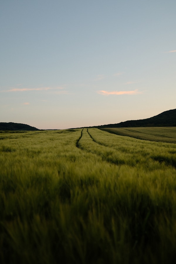 Green field with tire tracks under a clear sky