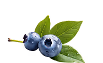 Blueberry vector image
