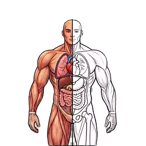 A split-view anatomical illustration of the human torso; the left side shows colored internal organs and muscles, while the right side shows the skeletal structure as a black and white line art coloring page