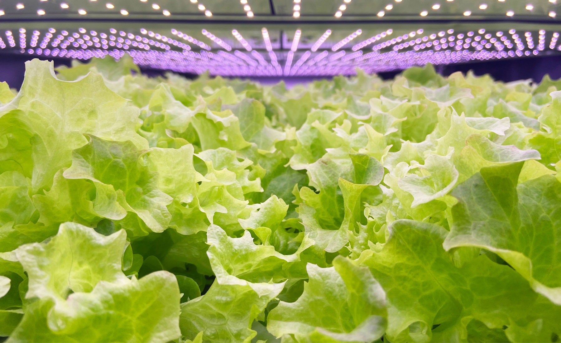 the lettuce that grows using vertical farming