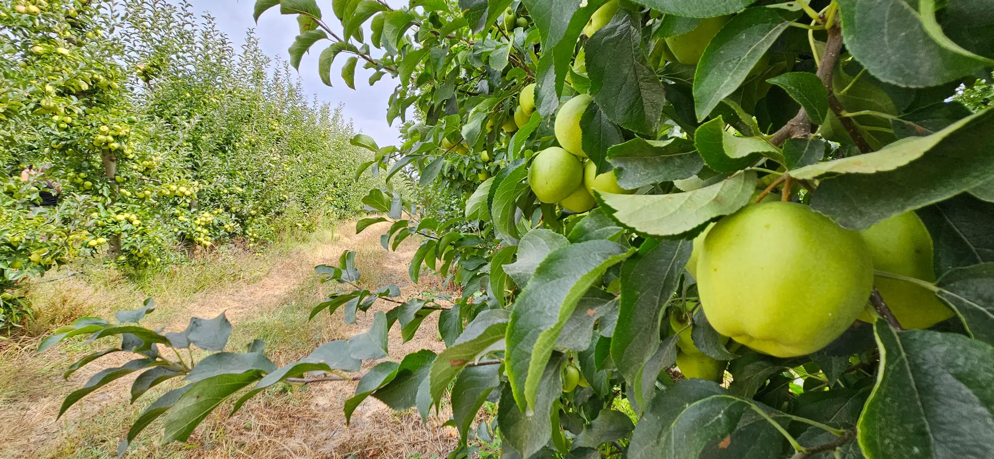 Pomar com várias macieiras carregadas de maçãs verdes e um caminho de terra ao centro.