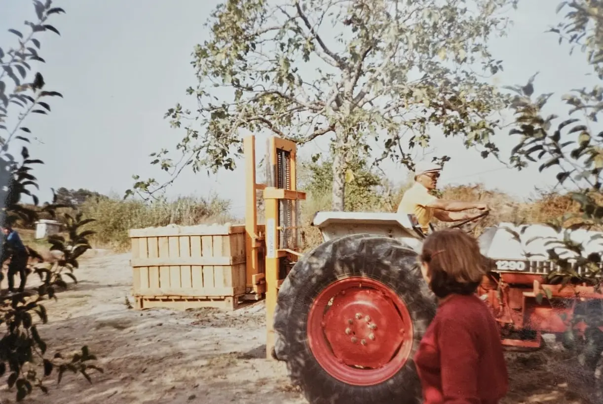 Homem a conduzir um trator vermelho num campo ao ar livre, com caixas de madeira no fundo e uma mulher de casaco vermelho em primeiro plano.