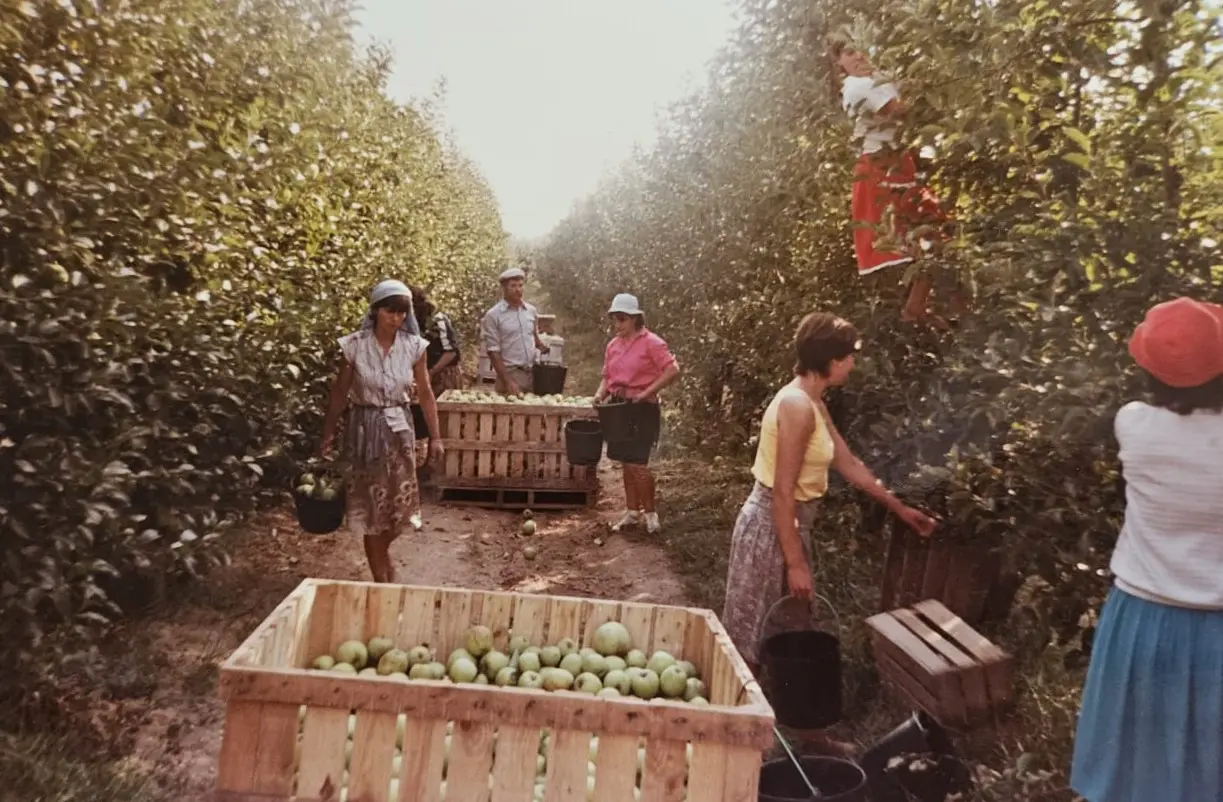 Grupo de pessoas a colher maçãs num pomar com caixas cheias de maçãs verdes.