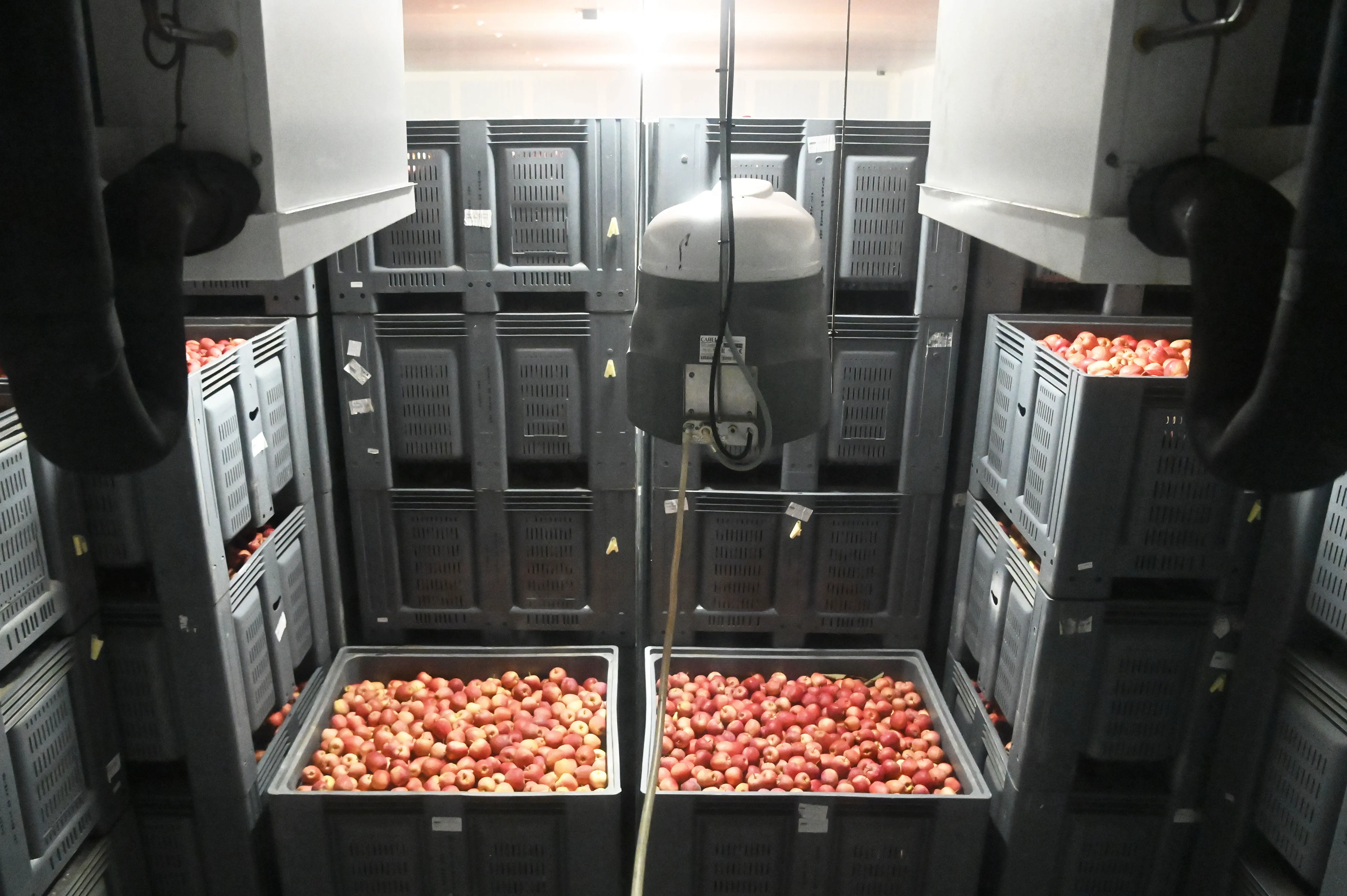 Caixas empilhadas contendo maçãs vermelhas e amarelas armazenadas num espaço industrial.