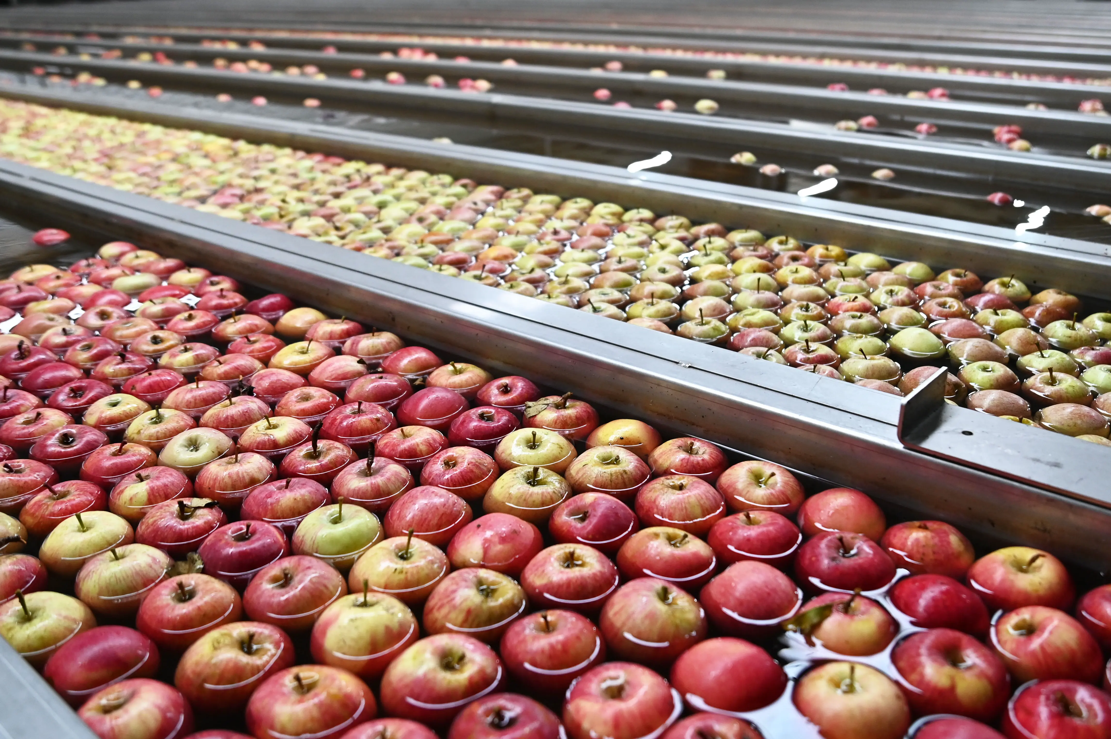 Maçãs vermelhas e verdes a flutuar em canais de água para calibração numa linha de produção.