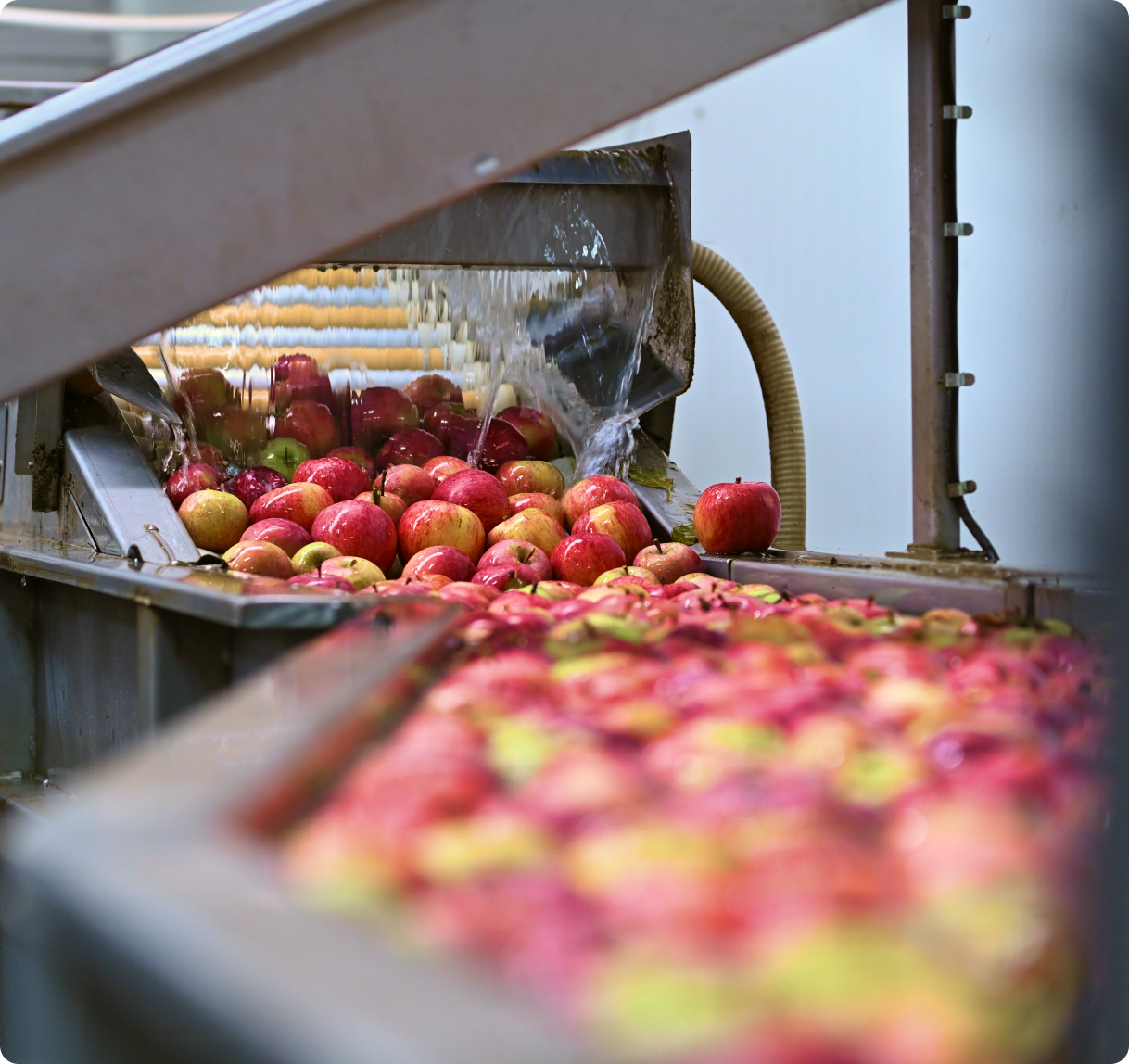 Maçãs vermelhas e verdes a serem limpas com água numa linha de produção industrial.