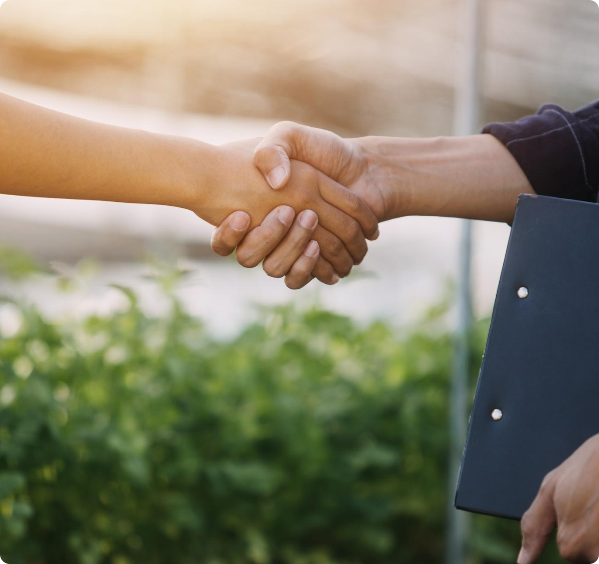 Duas pessoas a dar um aperto de mão com fundo desfocado de folhagem verde.