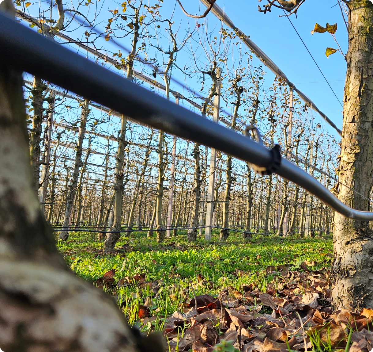 Pomar com árvores frutíferas podadas em filas organizadas com irrigação visível e folhas caídas no chão.